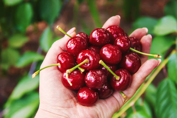 istock The child is picking cherries in the garden. Selective focus. 1095547940