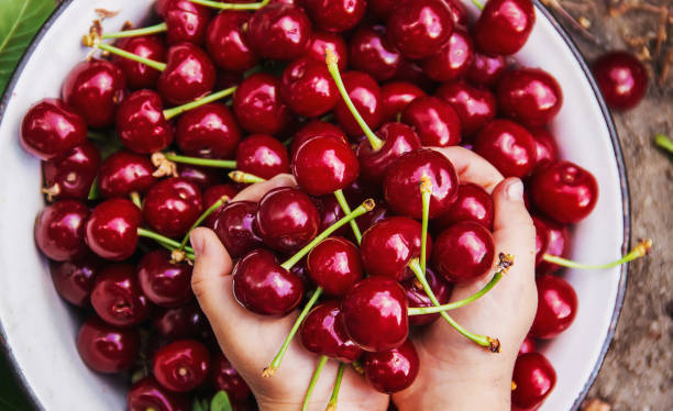 istock The child is picking cherries in the garden. Selective focus. 1095547978