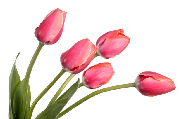 istock Garden Flower bouquet. Tulips isolated on a white background 1095548006