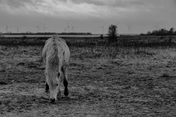 A beautiful black and white picture of a horse in the wild.