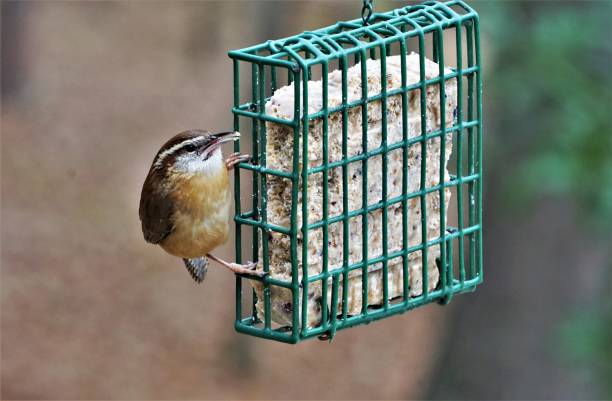 istock Carolina Wren Bird 1095559772