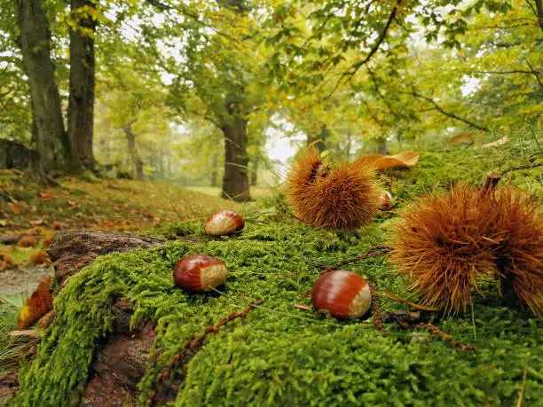 Chestnut forest in autumn in Switzerland with moss and chestnut.