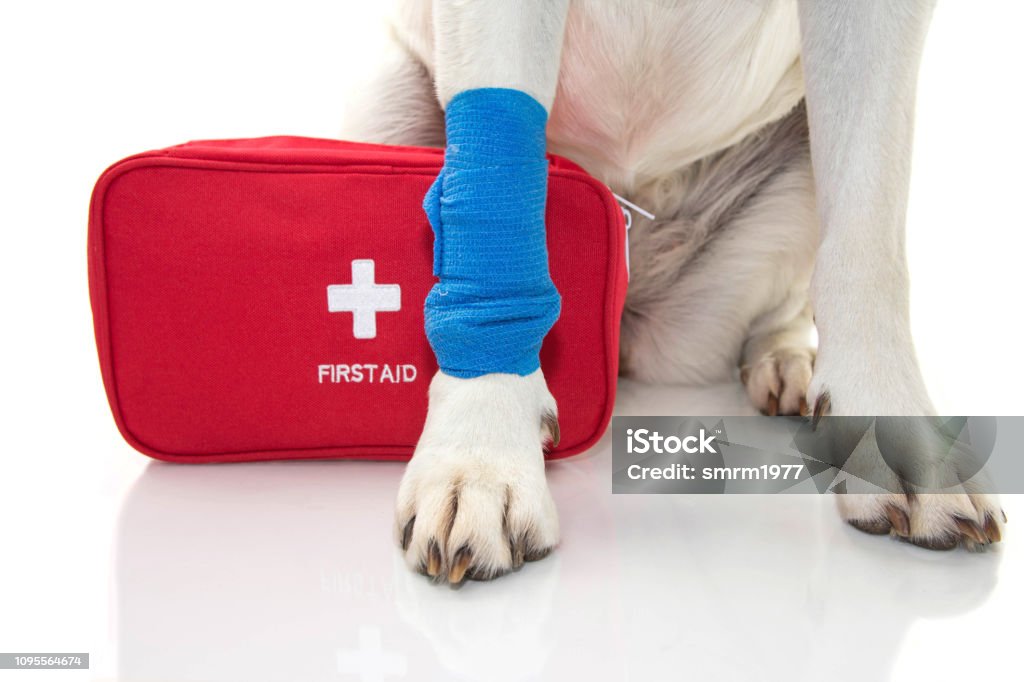 INJURED DOG. CLOSE UP PAW LABRADOR   WITH A BLUE BANDAGE OR ELASTIC BAND ON FOOT AND A EMERGENCY  OR FIRT AID KIT. INJURED DOG. CLOSE UP PAW LABRADOR   WITH A BLUE BANDAGE OR ELASTIC BAND ON FOOT AND A EMERGENCY  OR FIRT AID KIT. ISOLATED STUDIO SHOT AGAINST WHITE BACKGROUND. First Aid Kit Stock Photo