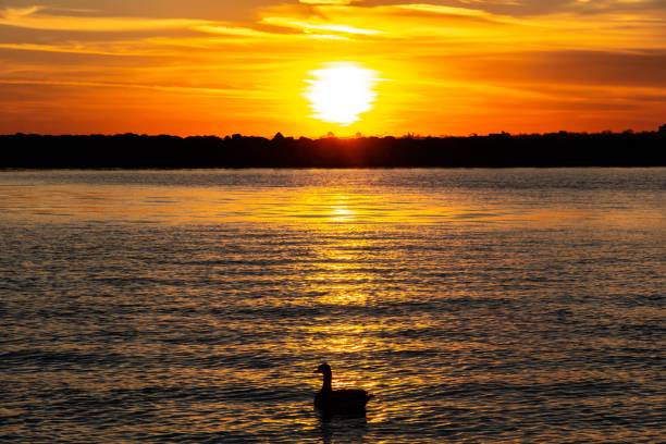 istock Birds at Sunset in Lakeshore 1095564972