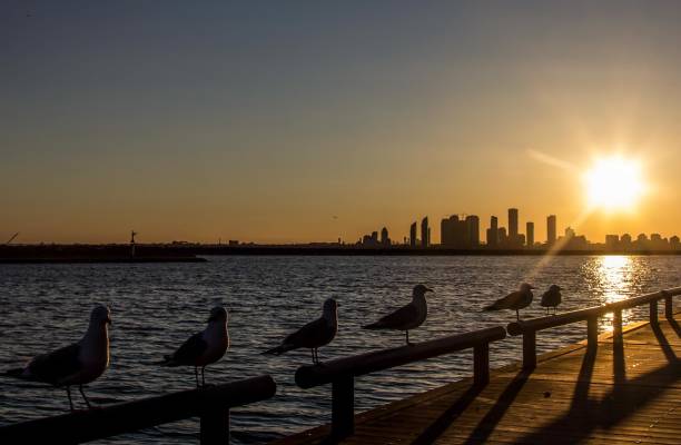 istock Birds at Sunset in Lakeshore 1095566322