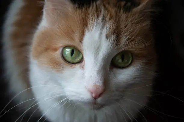 A young cat with green eyes looks up.