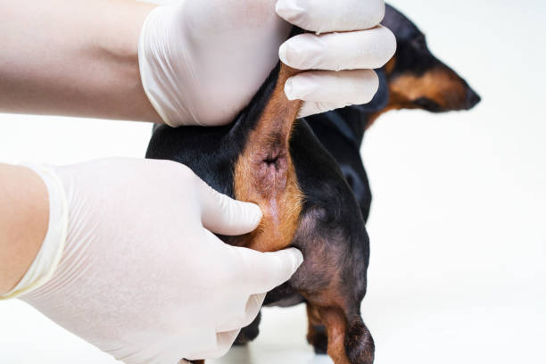 regular procedure prophylactic cleaning the paranal glands in the dog veterinarian in the clinic regular procedure prophylactic cleaning the paranal glands in the dog veterinarian in the clinic anus stock pictures, royalty-free photos & images