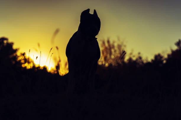 Silhouette of a dog at sunset Silhouette of a dog at sunset american stafford pitbull dog stock pictures, royalty-free photos & images