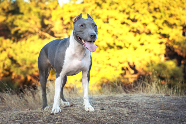 portrait beautiful dog blue american staffordshire terrier pit bull puppy walking outdoor in autumn forest portrait beautiful dog blue american staffordshire terrier pit bull puppy walking outdoor in autumn forest american stafford pitbull dog stock pictures, royalty-free photos & images
