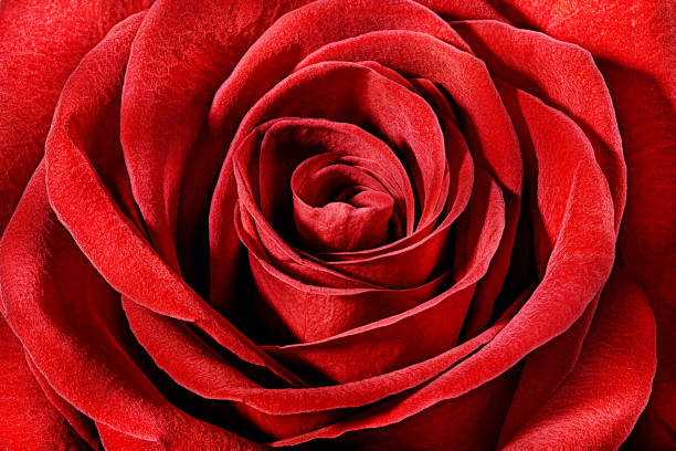 istock Beautiful red rose close up background 1095574528