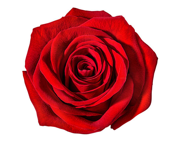 istock Beautiful red rose isolated on white background with clipping path 1095576798