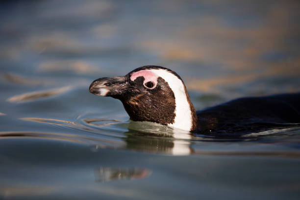 African Penguin swimming in South Africa stock photo
