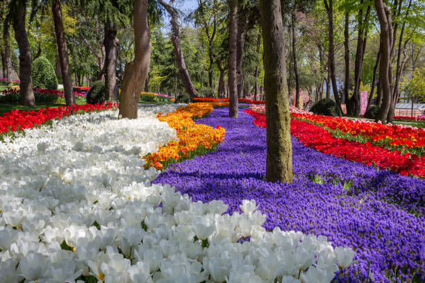 Flower arrangements in the spring park Emirgan at the tulip festival in Istanbul stock photo