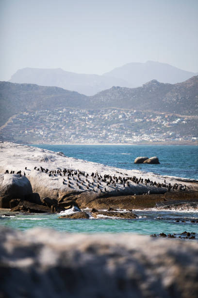 African Penguin colony in South Africa on coast stock photo