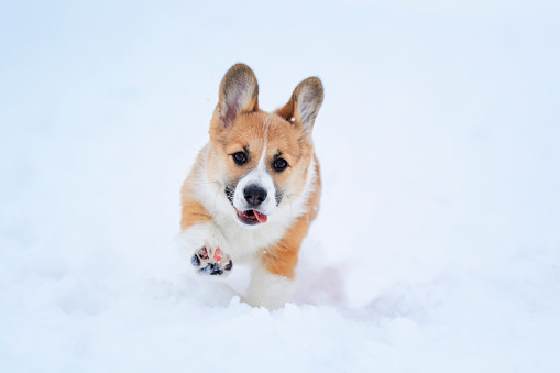 Portrait of a small funny red-haired puppy Corgi walking in deep white snowdrifts in the winter high raising little paws and sticking out his tongue