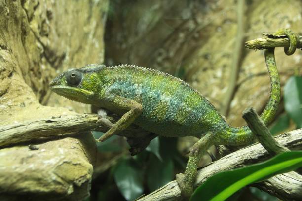 istock Green lizard chameleon sitting in trees and stones. 1095588650