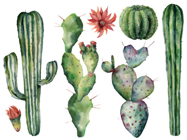 Watercolor flowers and cacti set. Hand painted dessert plants isolated on white background. Botanical illustration for design, print or card Watercolor flowers and cacti set. Hand painted dessert plants isolated on white background. Botanical illustration for design, print or card. drawing of the hawaii islands stock illustrations