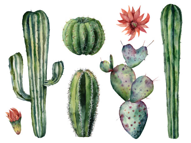 istock Watercolor cacti set. Hand painted dessert plants with flowers isolated on white background. Botanical illustration for design, print or card 1095590570