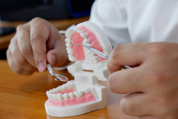 istock Dentist using tools on teeth model in dental office/ professional dental clinic, dental and medical concept. 1095590814