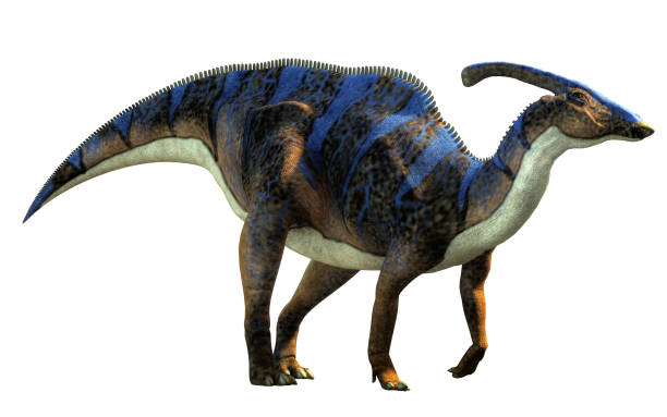 Parasaurolophus With No Background stock photo