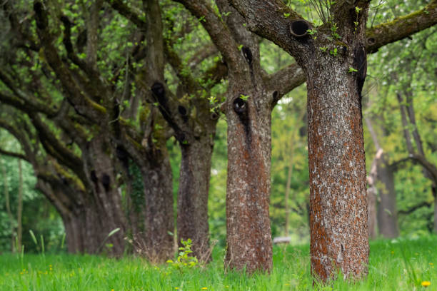 istock Cherry orchard. Tree trunk cherry in a row. Cherry trees alley. 1095591058