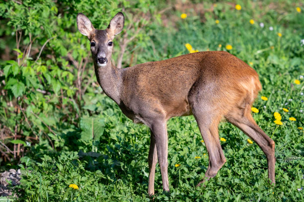 istock Roe deer, Capreolus capreolus. Wild roe deer in nature. 1095591276