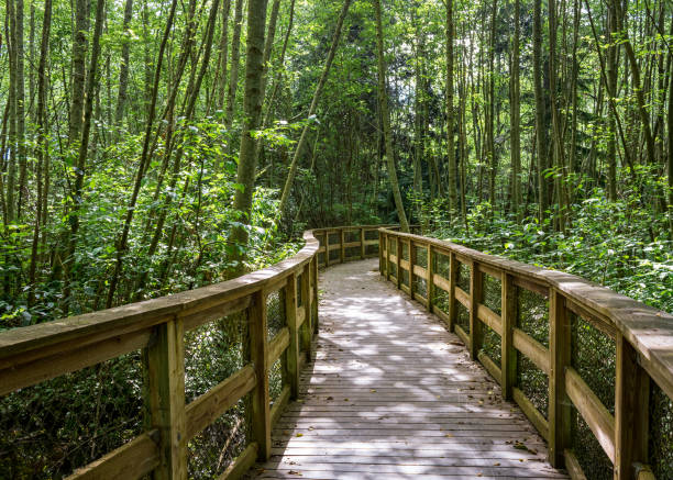 Photo of Forest wood boardwalk through trees Seattle, Washington