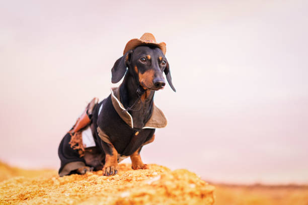 zachodni kowboj szeryf jamnik pies z pistoletem, ubrany w amerykański kapelusz i kostium kowbojski na zewnątrz na pustyni - miniature dachshund zdjęcia i obrazy z banku zdjęć