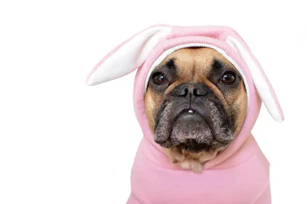 Photo of Portrait cute French Bulldog dog girl in a pink easter bunny costume on white background