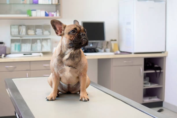 Dog at vet, young female French Bulldog  sitting on examination table at veterinary practice clinic medical examination picture french bulldog puppies stock pictures, royalty-free photos & images