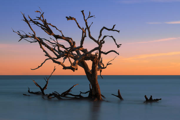 Bare Oak Tree at Driftwood Beach Bare oak tree in the Atlantic Ocean off Driftwood Beach on Jekyll Island, Georgia at sunrise live oak tree stock pictures, royalty-free photos & images