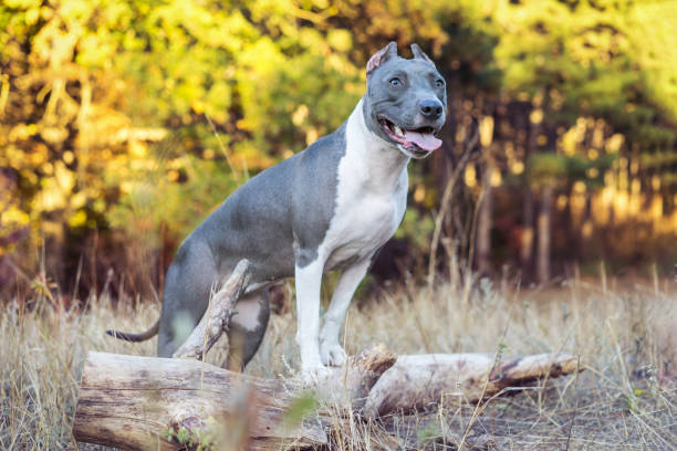 portrait cute dog blue american staffordshire terrier pit bull puppy standing on a stump in the forest in nature portrait cute dog blue american staffordshire terrier pit bull puppy standing on a stump in the forest in nature american stafford pitbull dog stock pictures, royalty-free photos & images