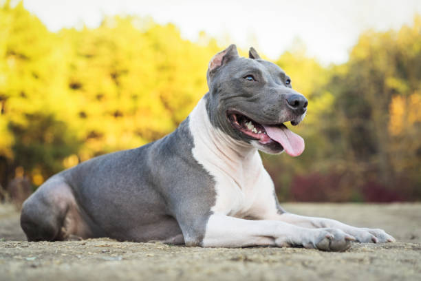 portrait beautiful dog blue american staffordshire terrier pit bull puppy walking outdoor in autumn forest portrait beautiful dog blue american staffordshire terrier pit bull puppy walking outdoor in autumn forest american stafford pitbull dog stock pictures, royalty-free photos & images