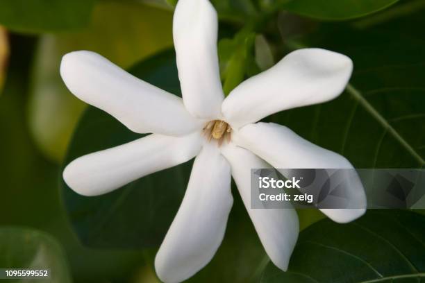 Tiara Flower Stock Photo - Download Image Now - Beauty In Nature, Blossom,  Flowering Plant - iStock