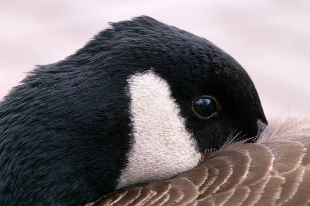 istock Dark goose hiding his beak under the wing. 1095600384
