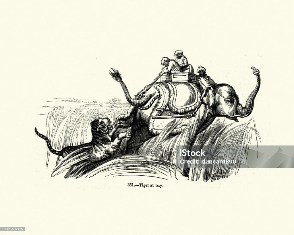 Tiger hunt from a elephant, India, 19th Century Vintage engraving of Tiger hunt from a elephant, India, 19th Century. Pictorial Museum of Animated Nature Tiger stock illustration