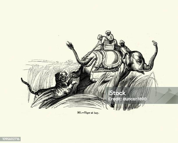 Tiger Hunt From A Elephant India 19th Century Stock Illustration - Download Image Now - Tiger, 1840-1849, 19th Century