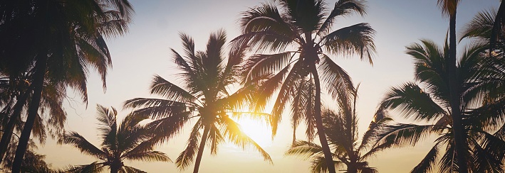 Palm trees at sunset on Mirissa, Southern Province, Sri Lanka