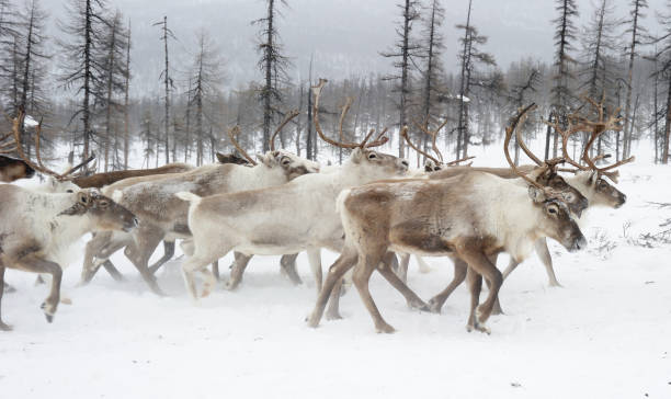 istock Reindeers.  Winter. Yakutia. 1095602814