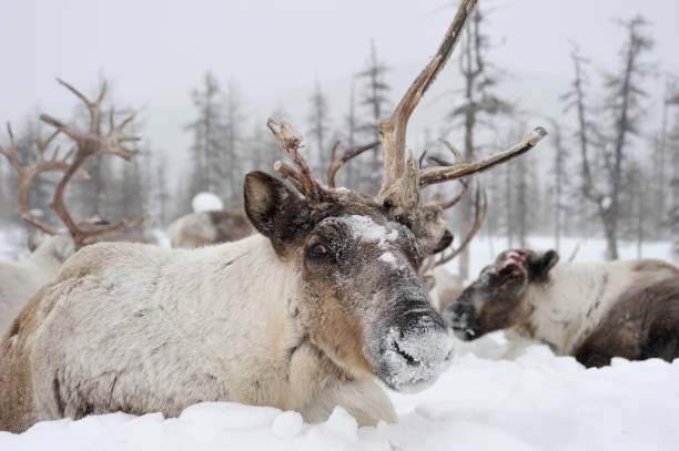 istock Reindeers.  Winter. Yakutia. 1095602866