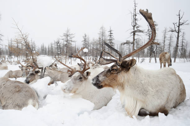 istock Reindeers.  Winter. Yakutia. 1095602878