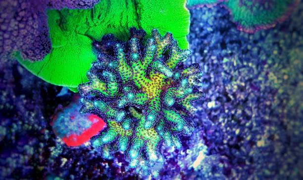 Birdsnest Coral, Aquacultured - (Seriatopora hystrix)