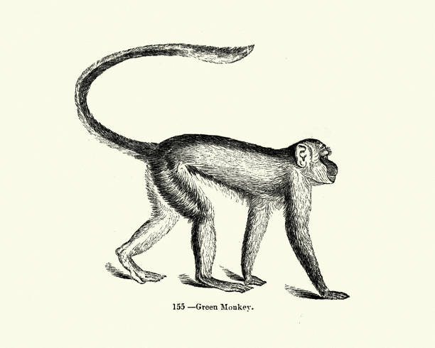 Nature, Mammals, Monkey, green monkey (Chlorocebus sabaeus) Vintage engraving of green monkey (Chlorocebus sabaeus). also known as the sabaeus monkey or the callithrix monkey, is an Old World monkey. Pictorial Museum of Animated Nature monkey illustrations stock illustrations