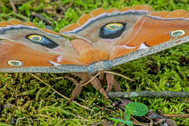 istock Close up Polyphemus Moth sitting in green grass. 1095603654