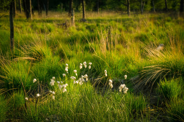 istock Blooming marsh grass on a meadow in the moor 1095605674