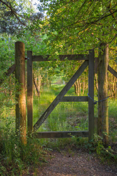 istock Shut off wooden gate in the forest 1095605732