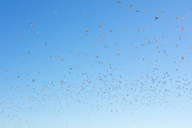 istock hundreds of seagull 1095606682
