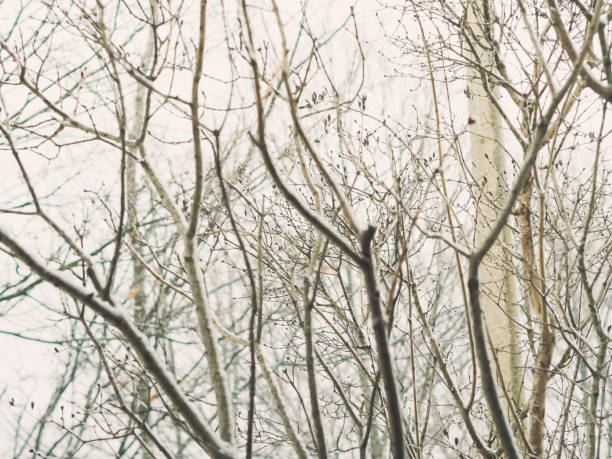 istock Naked tree branches against the winter skies 1095611942