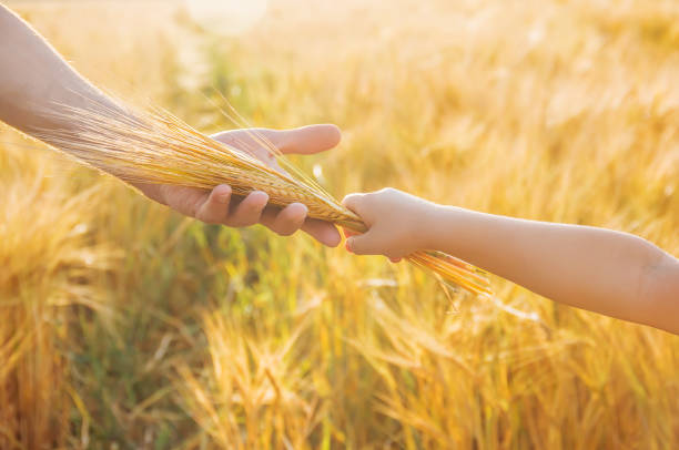 la main de l’enfant et le père sur le champ de blé. - summer cereal plant sunlight sun photos et images de collection