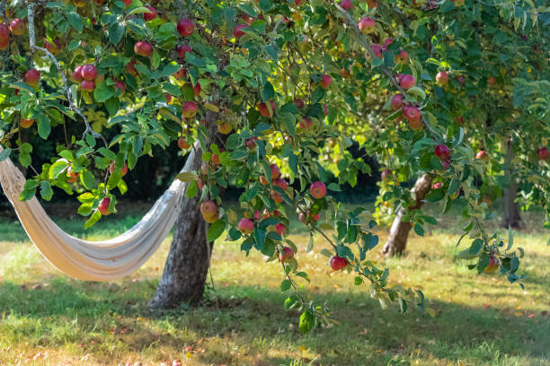 Hammock under an apple tree Hammock under an apple tree, in a charming garden during spring apple-tree-flowers stock pictures, royalty-free photos & images